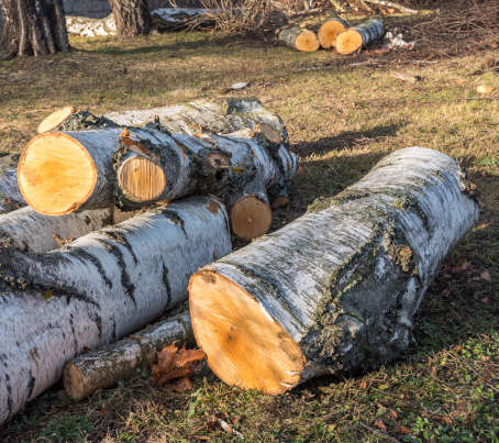 Abattage d’arbres: quelle règlementation en Wallonie?