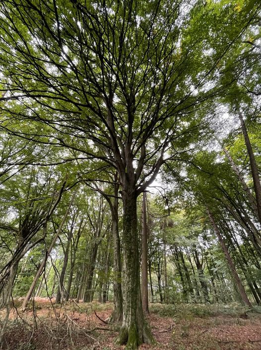 Le Bois d’Imbrechies préservé… et bientôt toutes les forêts anciennes?