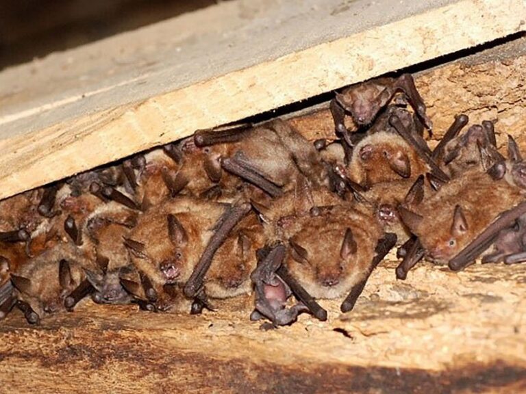 Attert – Une terre d’accueil pour les chauves-souris